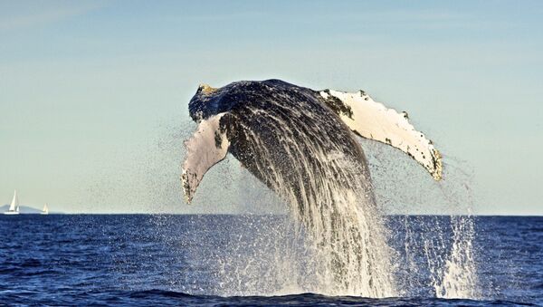 Humpback whale - Sputnik Србија
