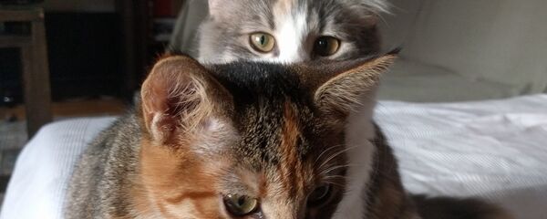 Mačke Mačke - Sputnik Srbija