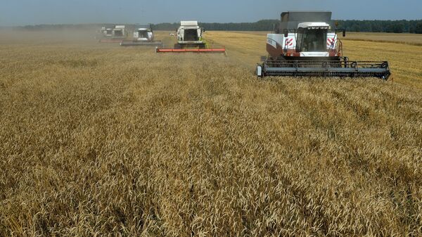 Žetva ozime pšenice na imanju u Novosibirskoj oblasti - Sputnik Srbija