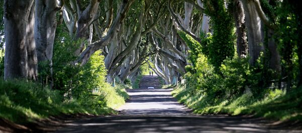 Najneobičnija i najlepša stabla na svetu - Sputnik Srbija