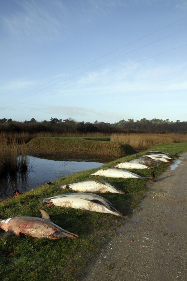 Француска у шоку: Овакву бруталност још нисмо видели (фото) - Sputnik Србија