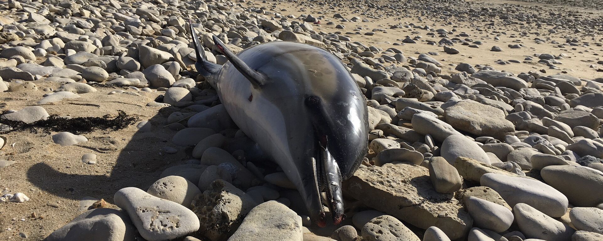 Аутопсије које су ове године спровели на мртвим делфинима у Националном центру за научна истраживања Универзитета Ла Рошел показују екстремне нивое сакаћења - Sputnik Србија, 1920, 28.03.2019