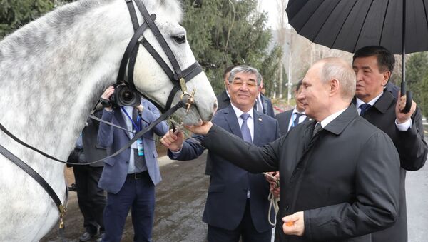 Tigrovi, konji i psi: Šta sve na poklon dobija Vladimir Putin - Sputnik Srbija