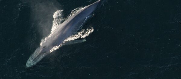 Imágenes únicas de la criatura más grande de la historia comiendo - Sputnik Србија