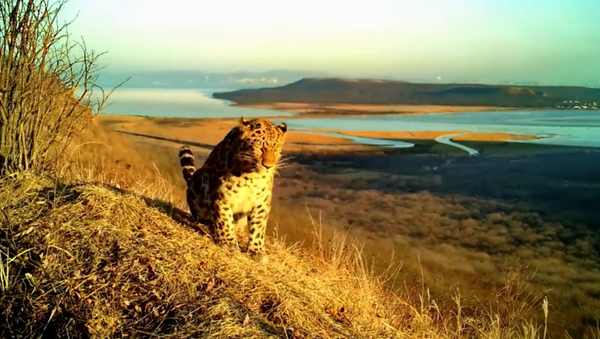 Ретки амурски леопард снимљен у Русији - Sputnik Србија
