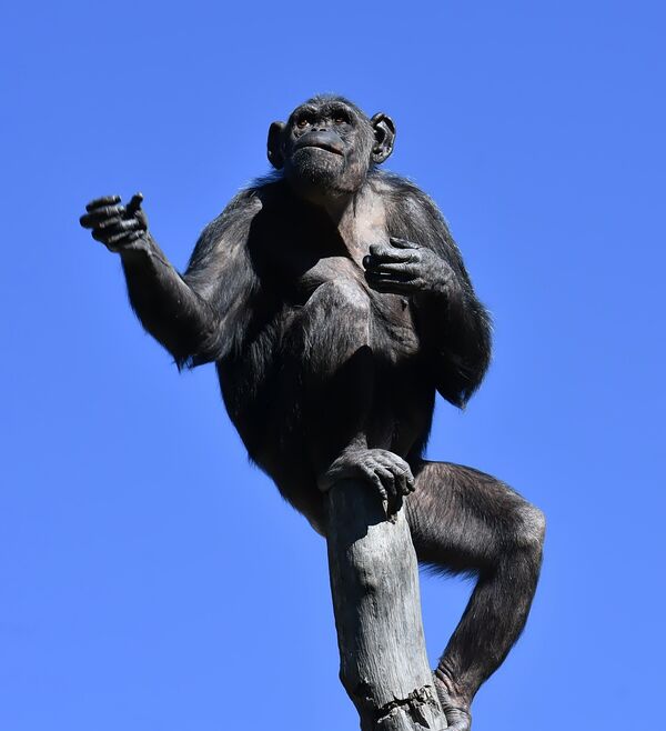 Čovek, majmun ili nešto treće u istorijskom eksperimentu koji je zaustavljen (foto) - Sputnik Srbija