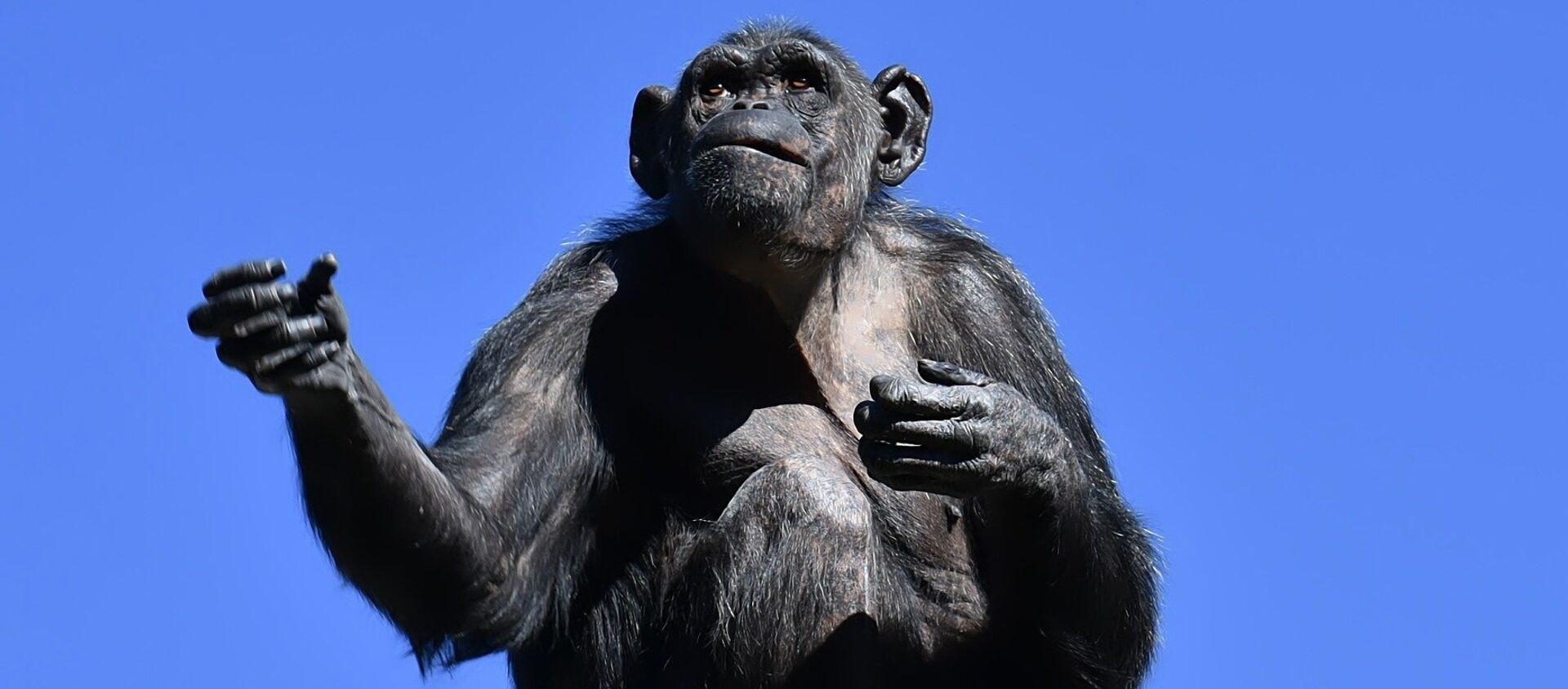 Шимпанзе су много снажније од људи... - Sputnik Србија, 1920, 04.08.2019