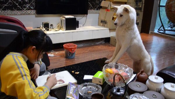 Пас помаже у рађењу домаћих задатака - Sputnik Србија