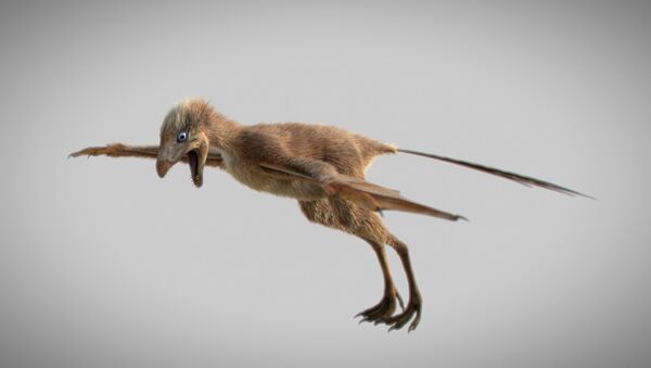 Реконструкција диносауруса са крилима из периода Јуре Ambopteryx longibrachium кинеске Академије наука у Пекингу - Sputnik Србија