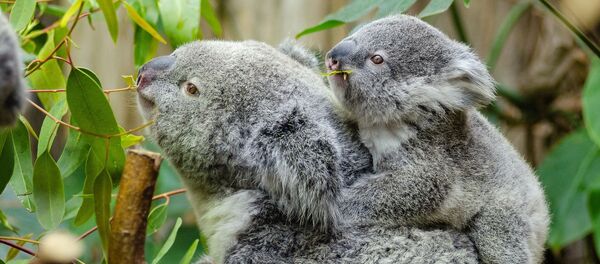 Koale su milionima godina bile ključni deo zdravlja eukaliptusovih šuma Koale su milionima godina bile ključni deo zdravlja eukaliptusovih šuma - Sputnik Srbija