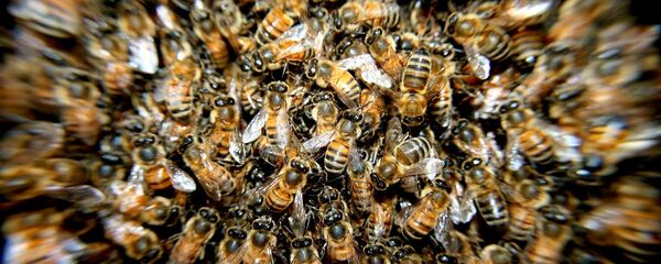 Пчеле - Sputnik Србија