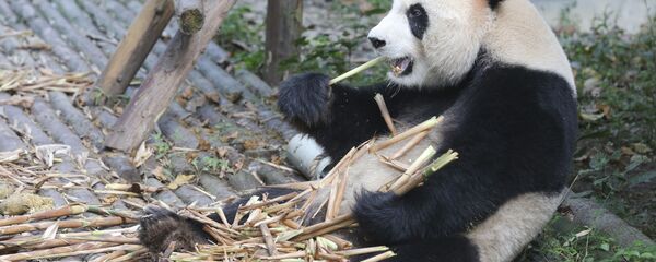 Velika panda  - Sputnik Srbija