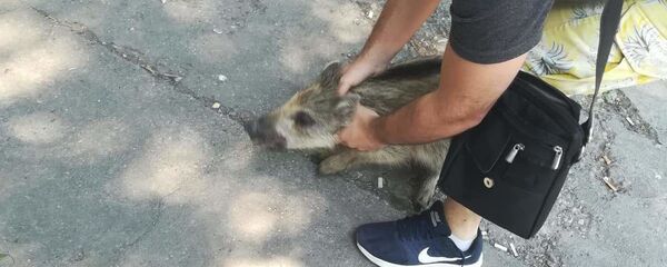 Необичан улов на Новом Београду Необичан улов на Новом Београду - Sputnik Србија