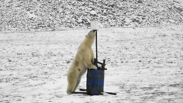 Белый медведь рядом с фотоловушкой на территории заповедника Остров Врангеля - Sputnik Србија