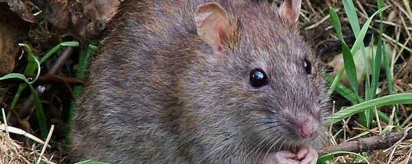 Sivi pacov  - Sputnik Srbija