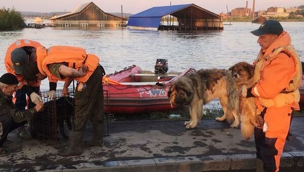 Pripadnici Ministarstva za vanredne situacije evakuišu pse iz zone poplava u Irkutskoj oblasti u kojoj je uvedeno vanredno stanje - Sputnik Srbija