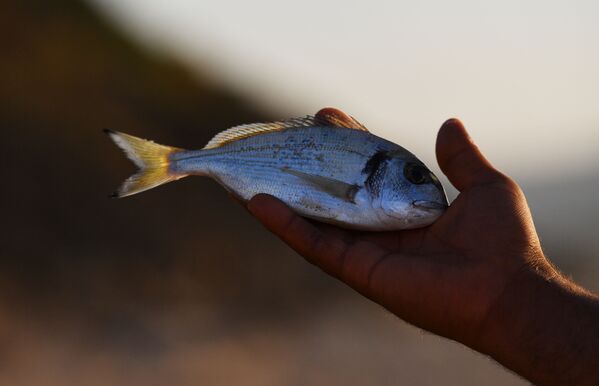Риба упецана на плажи хотела у Туниском граду Табарки - Sputnik Србија