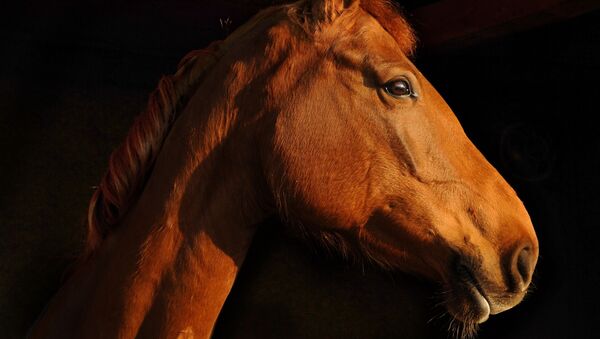 Ради се о реткој сорти коња, једној од најстаријих на свету - Sputnik Србија