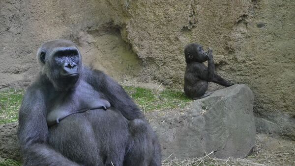 Gorila - ženka i mladunče u zoološkom vrtu - Sputnik Srbija