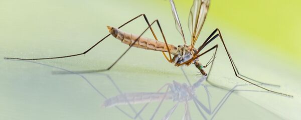 Комарац Комарац - Sputnik Србија