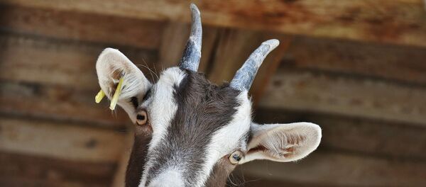 Јарац - Sputnik Србија