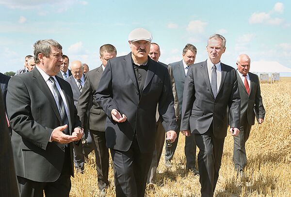 Александар Лукашенко на пољу озиме пшенице. - Sputnik Србија
