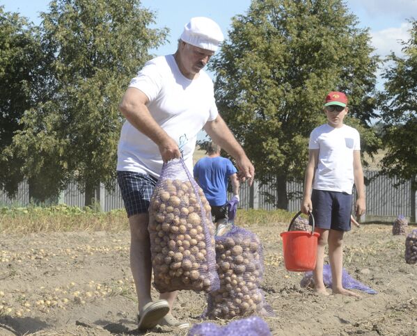 Александар Лукашенко са сином сакупља кромпир у резиденцији „Дрозди“ 2015. године. - Sputnik Србија