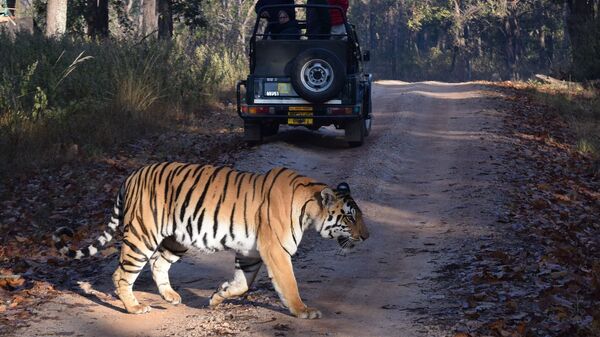 Najveća atrakcija safarija u Indiji je upravo njegovo veličanstvo bengalski tigar. - Sputnik Srbija