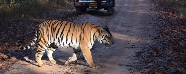 Najveća atrakcija safarija u Indiji je upravo njegovo veličanstvo bengalski tigar. Najveća atrakcija safarija u Indiji je upravo njegovo veličanstvo bengalski tigar. - Sputnik Srbija