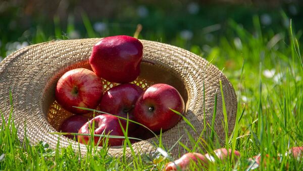Од новембра креће извоз српске јабуке у Кину - Sputnik Србија