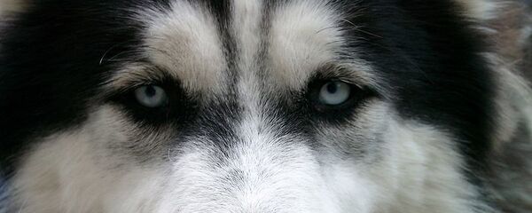 Хаски Хаски - Sputnik Србија