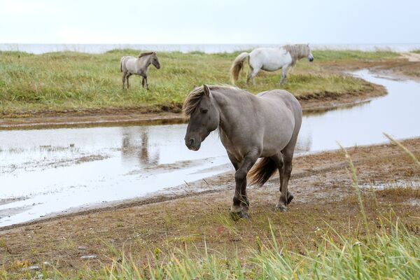 Divlji konji u blizini sela Kaškaranci, Murmanska oblast  - Sputnik Srbija