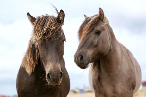 Divlji konji u blizini sela Kuzomenj, Murmanska oblast  - Sputnik Srbija