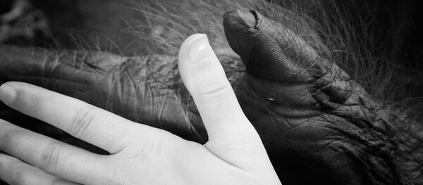 „Kulturna evolucija“ majmuna praktično se ne razlikuje od njihovog tehnološkog napretka... „Kulturna evolucija“ majmuna praktično se ne razlikuje od njihovog tehnološkog napretka... - Sputnik Srbija