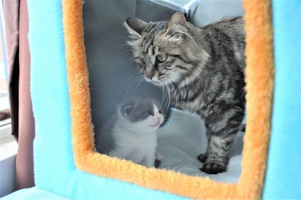 У Кини рођена прва клонирана мачка (фото) У Кини рођена прва клонирана мачка (фото) - Sputnik Србија