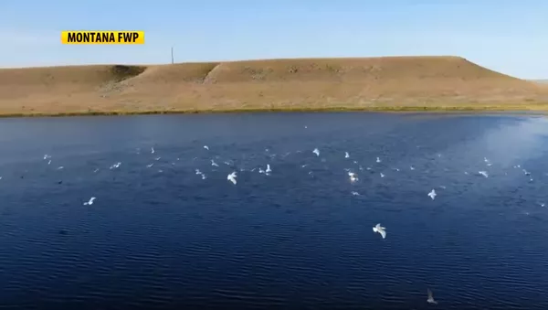 Мртве птице у Монтани - Sputnik Србија