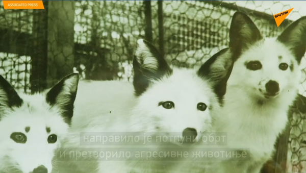 Pripitomljene lisice u Rusiji  - Sputnik Srbija