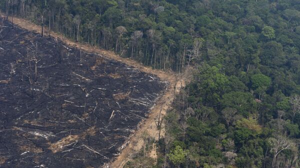 Страшне последице пожара у кишним шумама, плућима планете Земље - Sputnik Србија