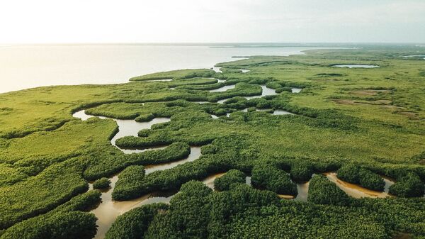 На само једном континенту се убрзава нестајање шума На само једном континенту се убрзава нестајање шума - Sputnik Србија