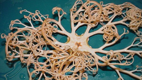 Чудно створење из морских дубина - Sputnik Србија