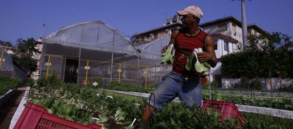 Радник на једној од фарми у кубанској престоници Хавани. - Sputnik Србија