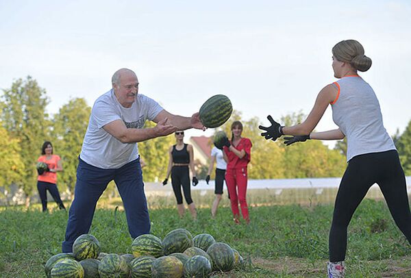 Председник Белорусије Александар Лукашенко на жетви лубеница. - Sputnik Србија