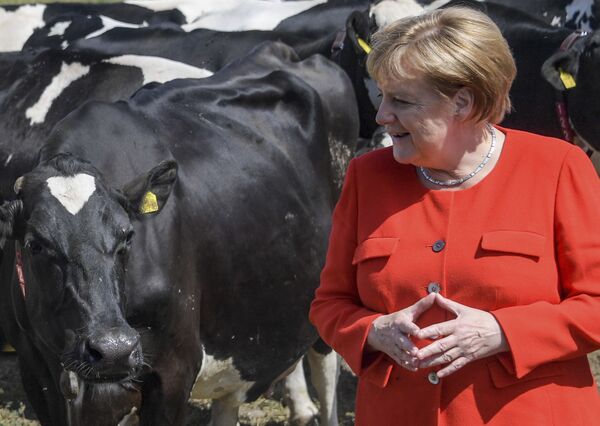 Канцеларка Немачке Ангела Меркел у посети фарми крава. - Sputnik Србија