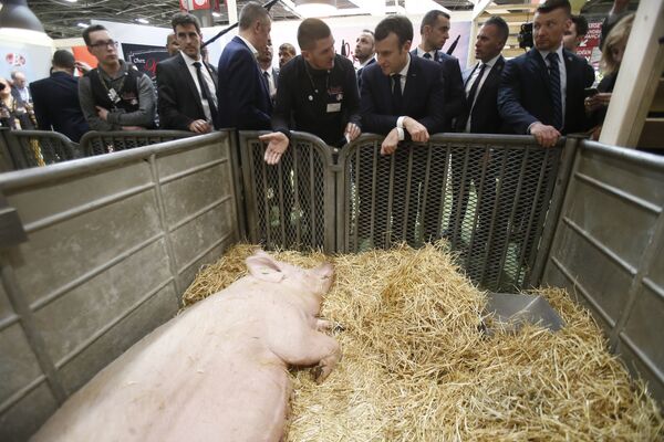 Председник Француске Емануел Макрон разговара са узгајивачима свиња на Међународном сајму пољопривреде у Паризу.   - Sputnik Србија