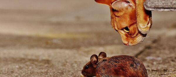 Mačka i miš Mačka i miš - Sputnik Srbija