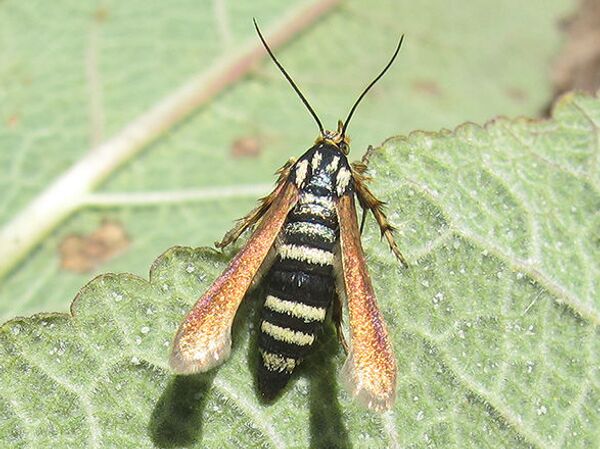 Negotithia efetovi, нова врста инсекта откривена на Криму Negotithia efetovi, нова врста инсекта откривена на Криму - Sputnik Србија