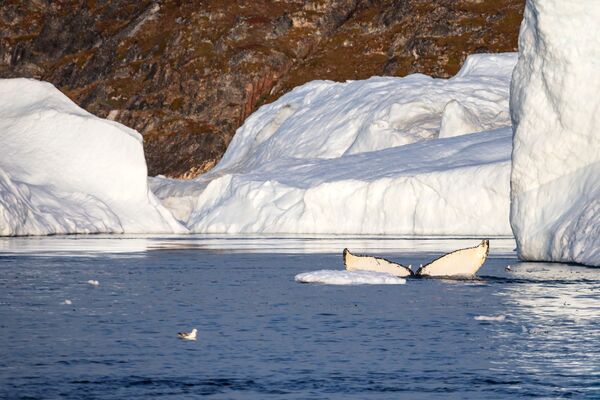 Kit u blizini lednika u Ledenom fjordskom zalivu u vodama Grenlanda. - Sputnik Srbija