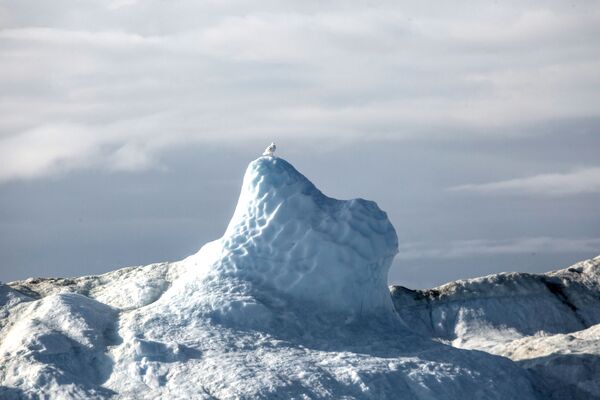 Ptica na ledenom bregu u vodama ostrva Grenlanda. - Sputnik Srbija