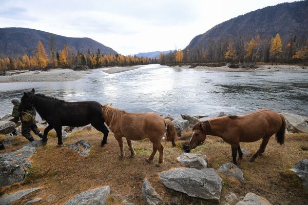 Lokalni stanovnici vode konje na ispašu u blizini sela Aligdžer  - Sputnik Srbija