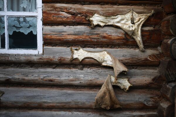 Kože divljih životinja na zidu kuće u Aligdžeru - Sputnik Srbija